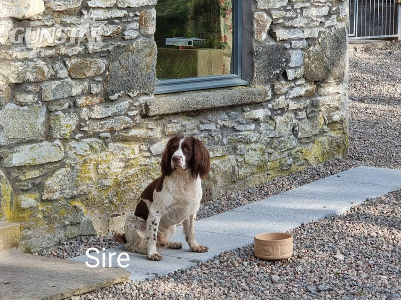 {CATEGORY} - KC reg Springer Spaniel Pups