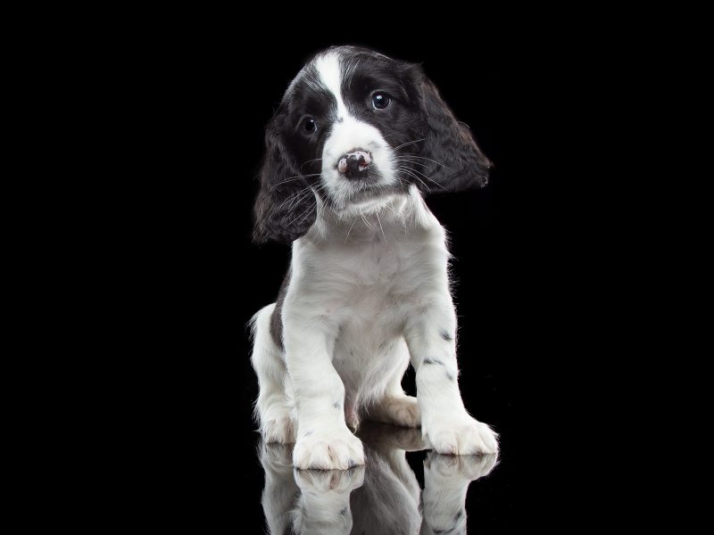 KC reg Springer Spaniel Pups - {CATEGORY} in 