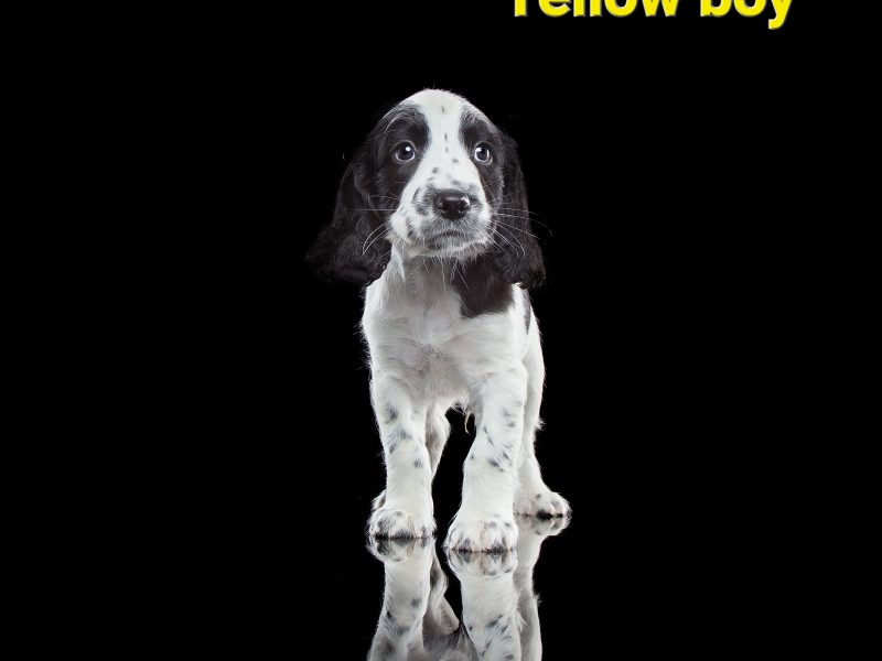 KC reg Springer Spaniel Pups - {CATEGORY}