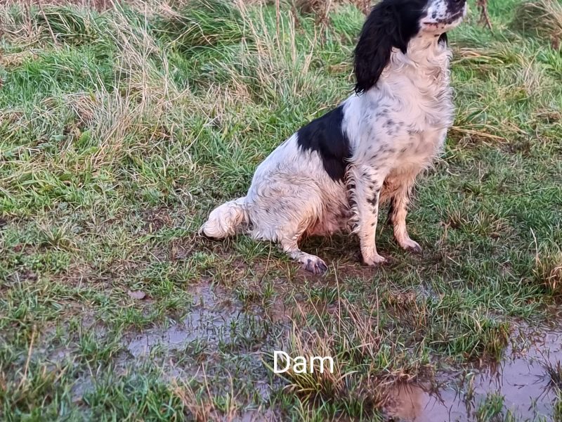 {CATEGORY} - KC reg Springer Spaniel Pups in 