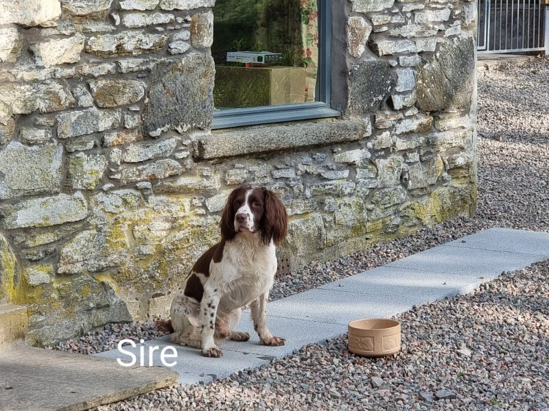{CATEGORY} - KC reg Springer Spaniel Pups