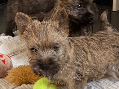 Beautiful K.C Reg Cairn Terrier Puppies 