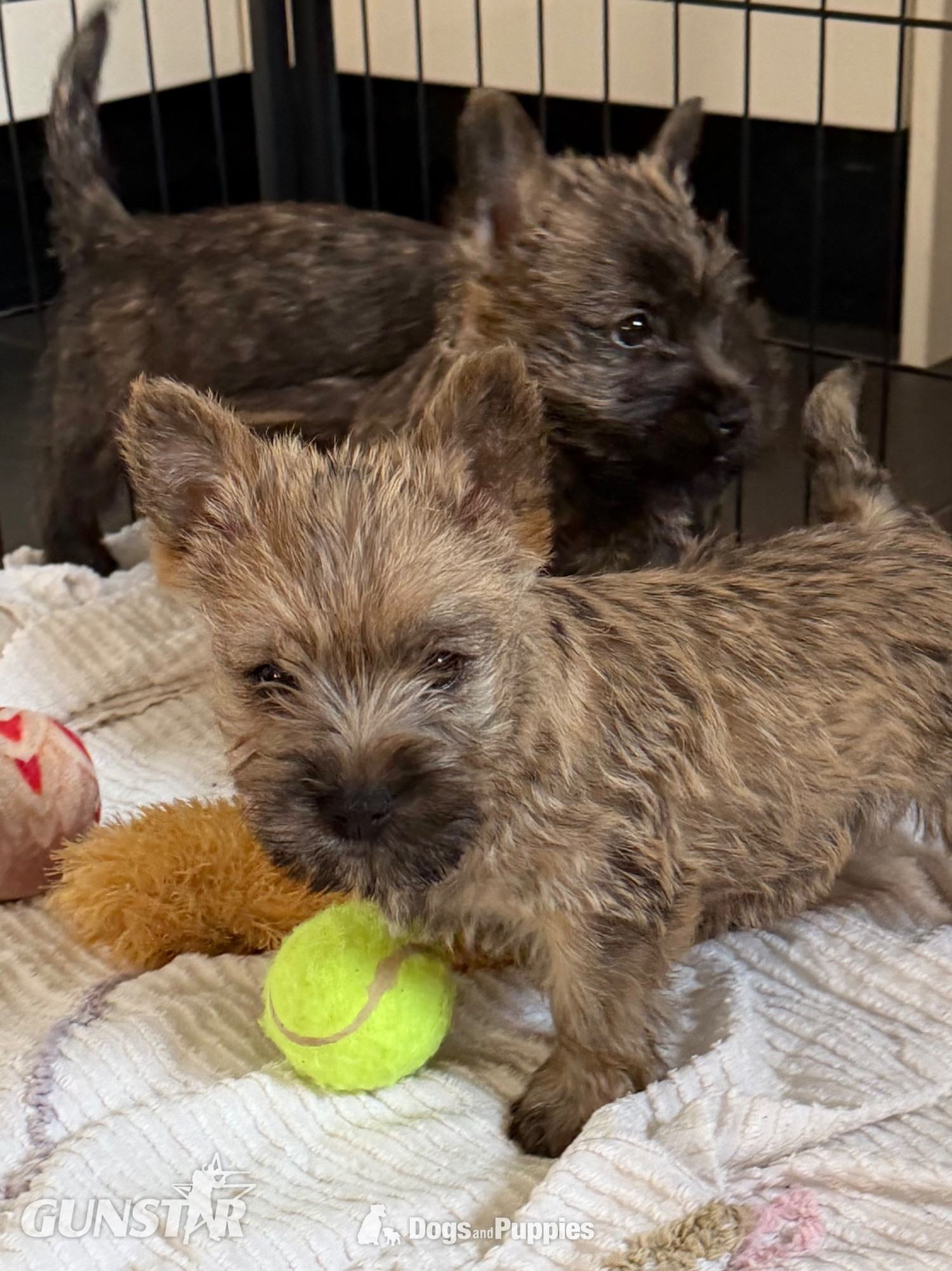 Beautiful K.C Reg Cairn Terrier Puppies  in 