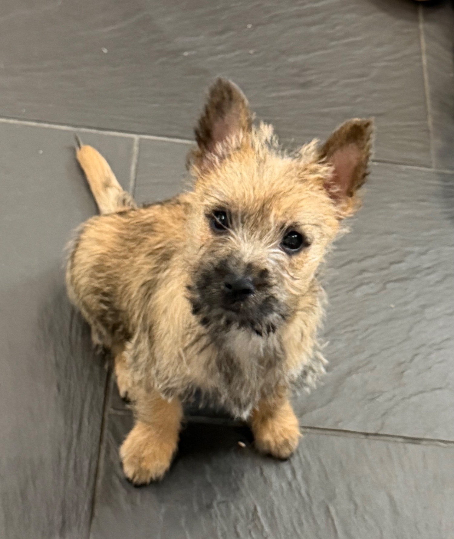 Beautiful K.C Reg Cairn Terrier Puppies 