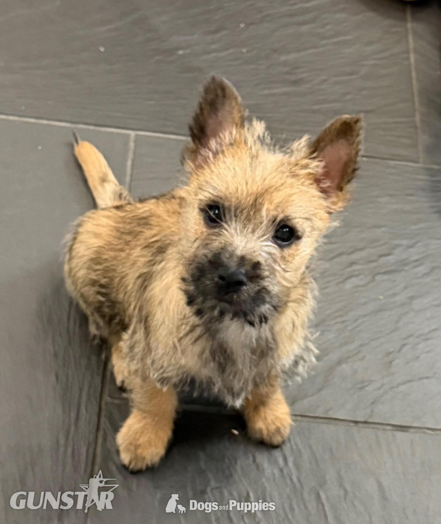 Beautiful K.C Reg Cairn Terrier Puppies 