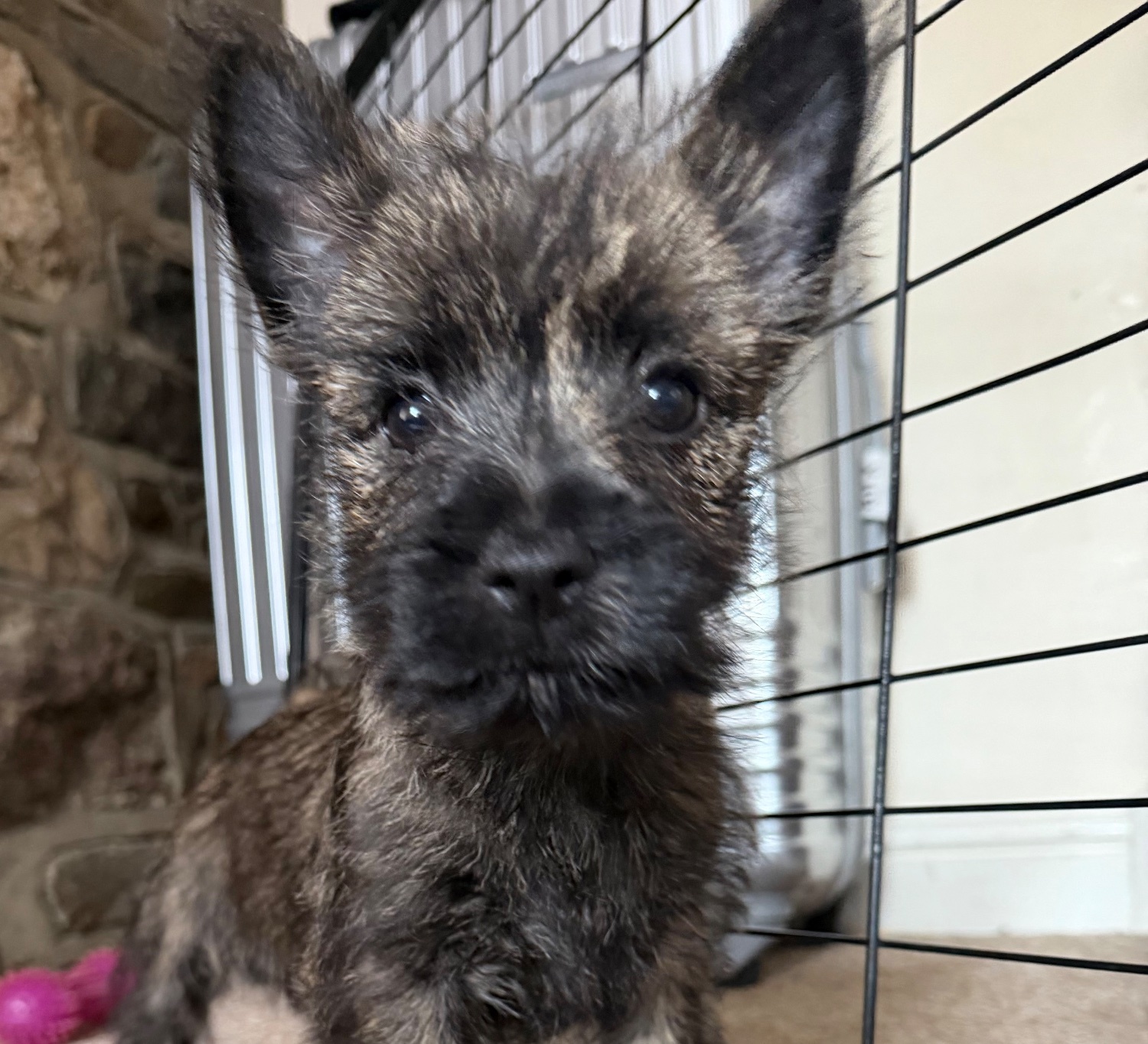  Beautiful K.C Reg Cairn Terrier Puppies 
