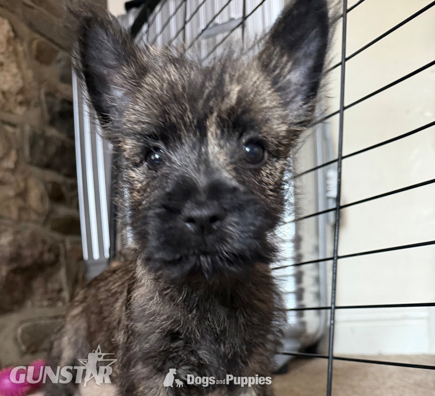 Beautiful K.C Reg Cairn Terrier Puppies 