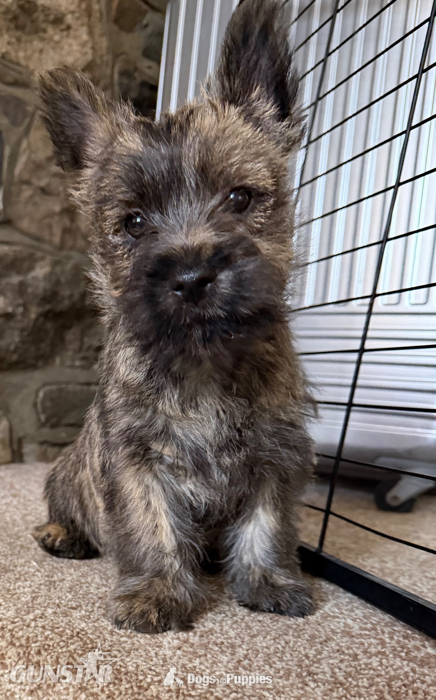 Beautiful K.C Reg Cairn Terrier Puppies  - {CATEGORY} in 