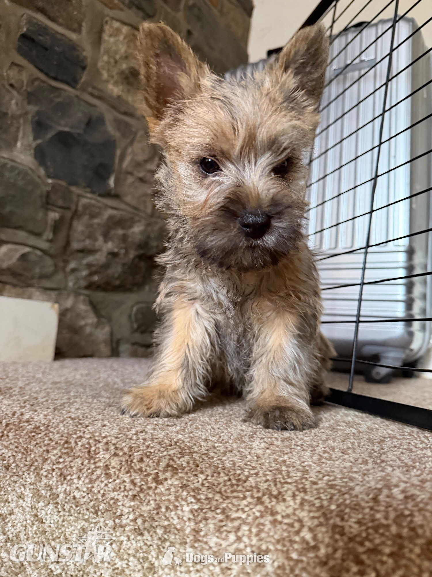Beautiful K.C Reg Cairn Terrier Puppies  - {CATEGORY}