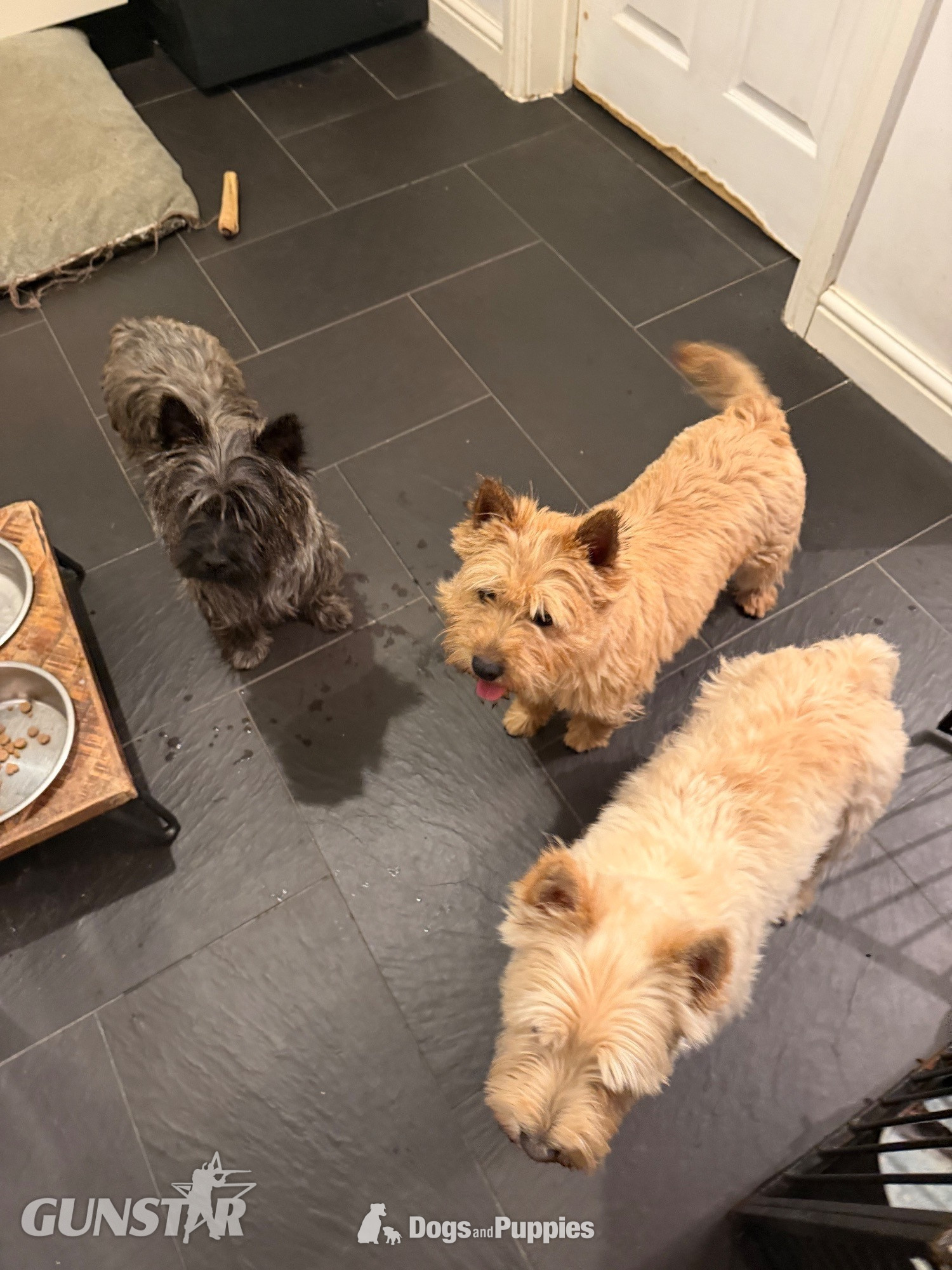 Beautiful K.C Reg Cairn Terrier Puppies  