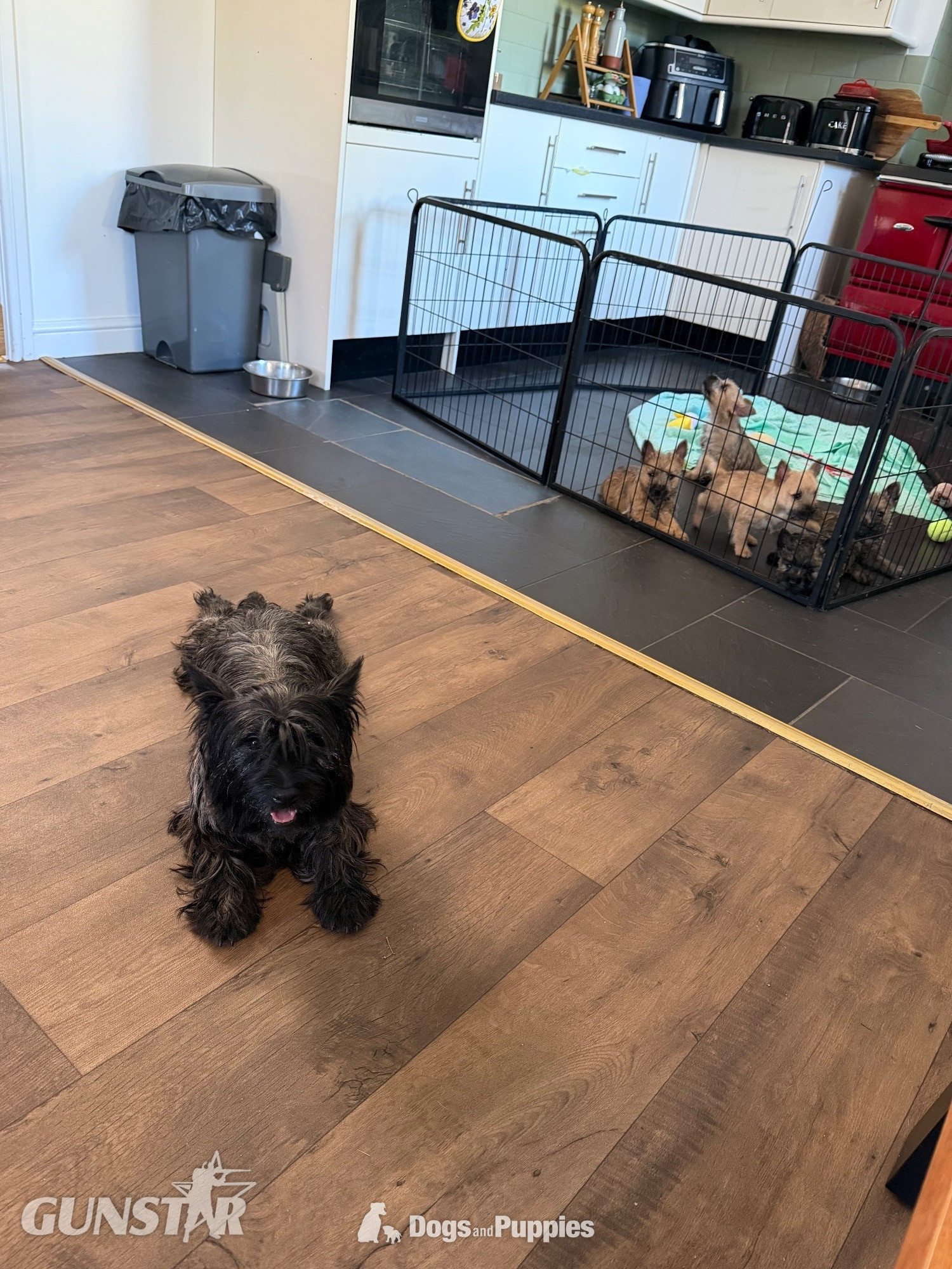 {CATEGORY} - Beautiful K.C Reg Cairn Terrier Puppies  in 