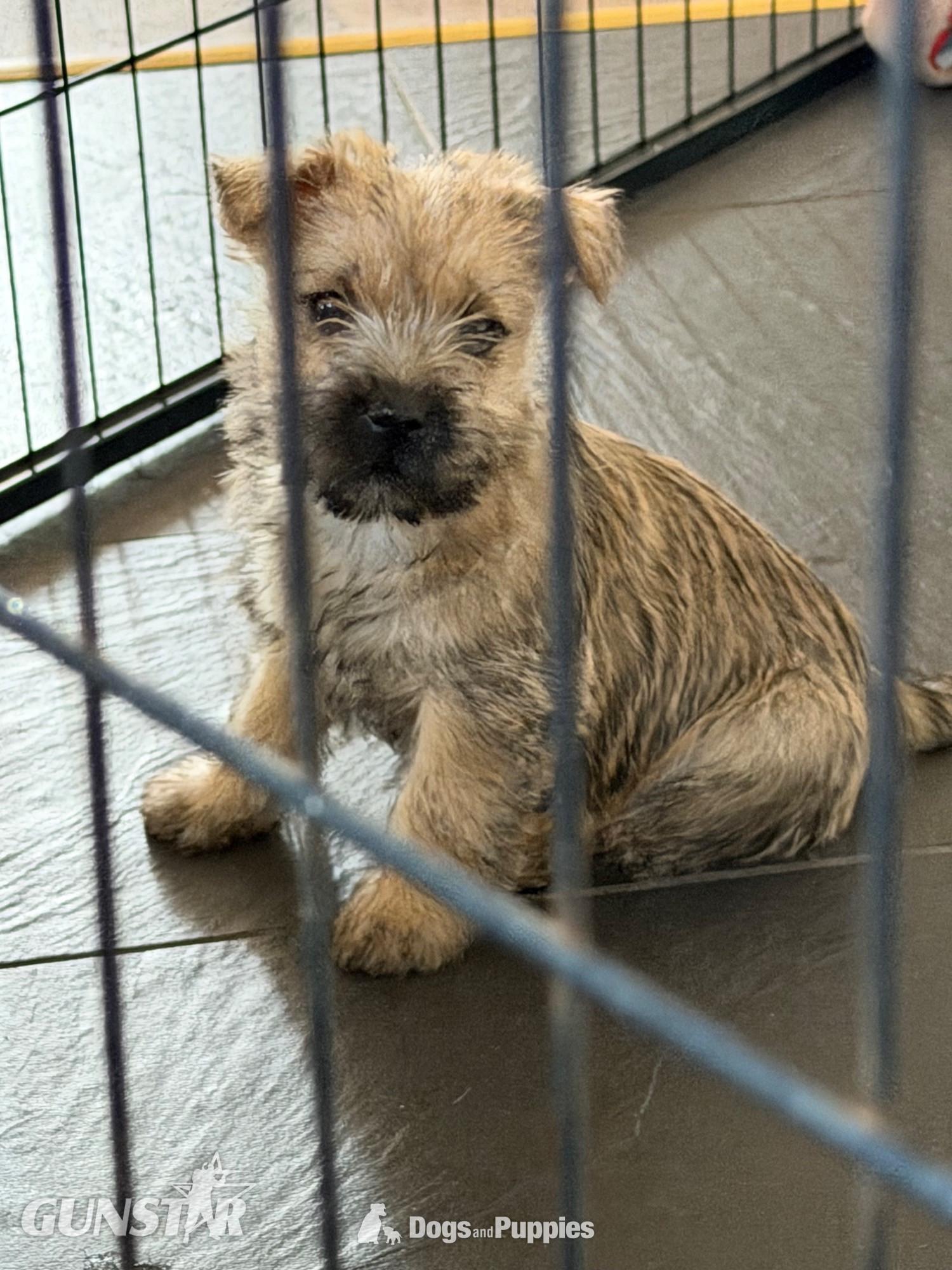 {CATEGORY} - Beautiful K.C Reg Cairn Terrier Puppies 