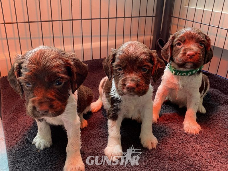  English springer spaniels