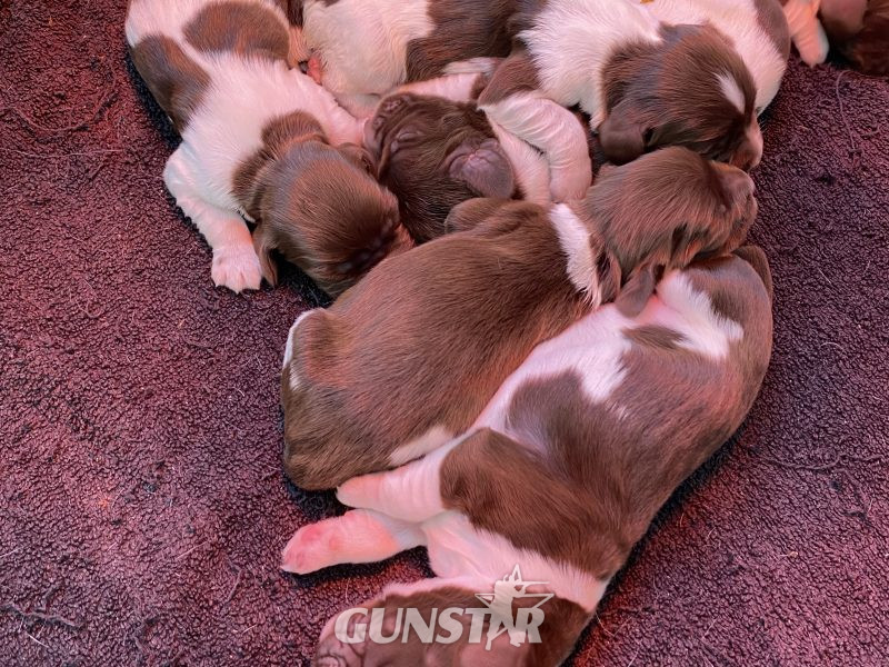 English springer spaniels