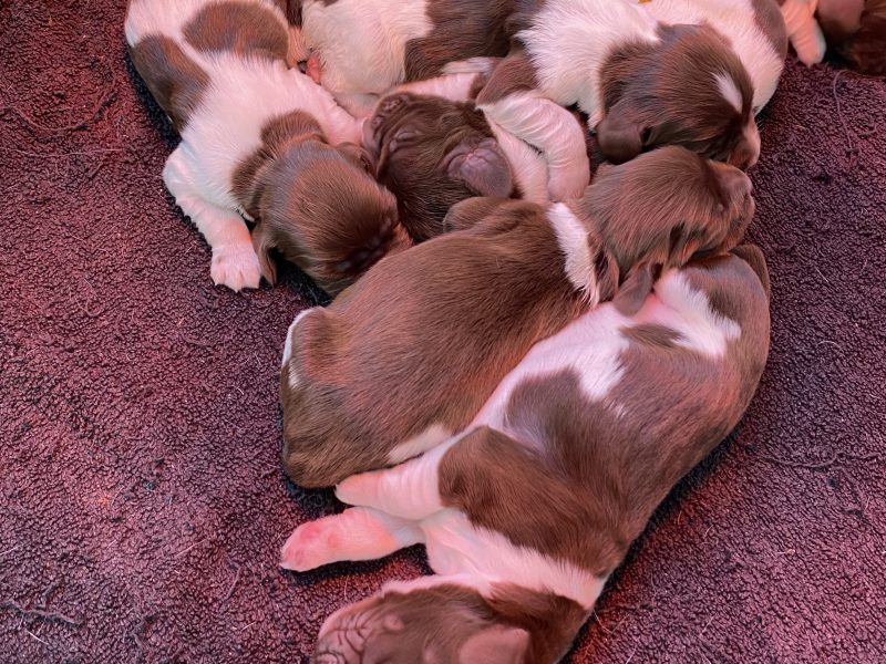 English springer spaniels