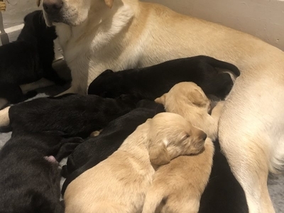 Exceptional Swaine/Wedgnock Puppies