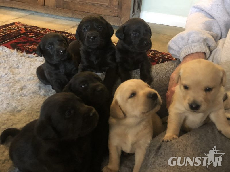  Exceptional Swaine/Wedgnock Puppies