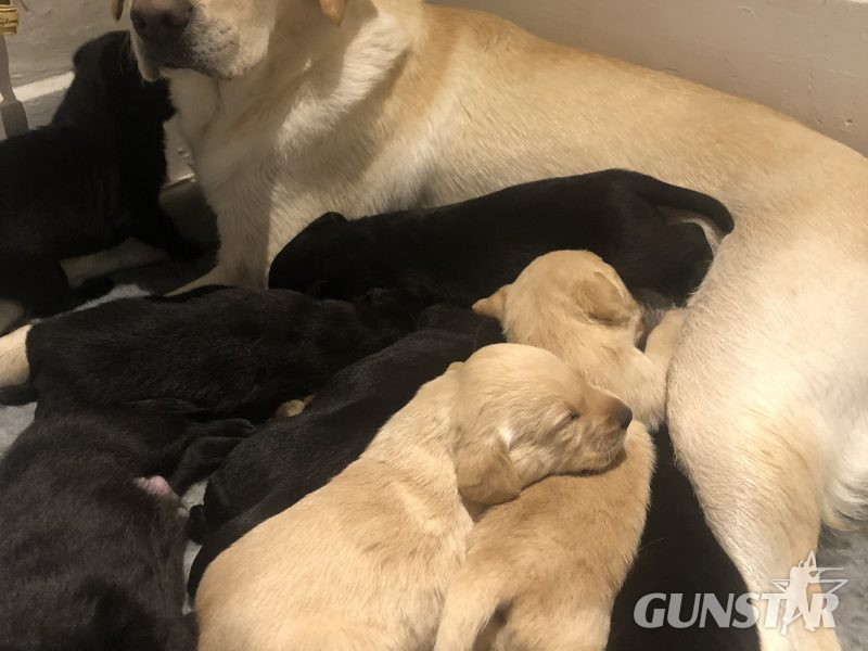 Exceptional Swaine/Wedgnock Puppies in 