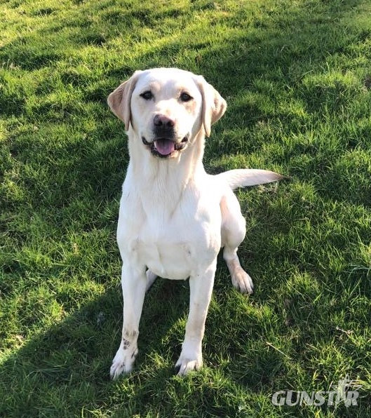 Exceptional Swaine/Wedgnock Puppies