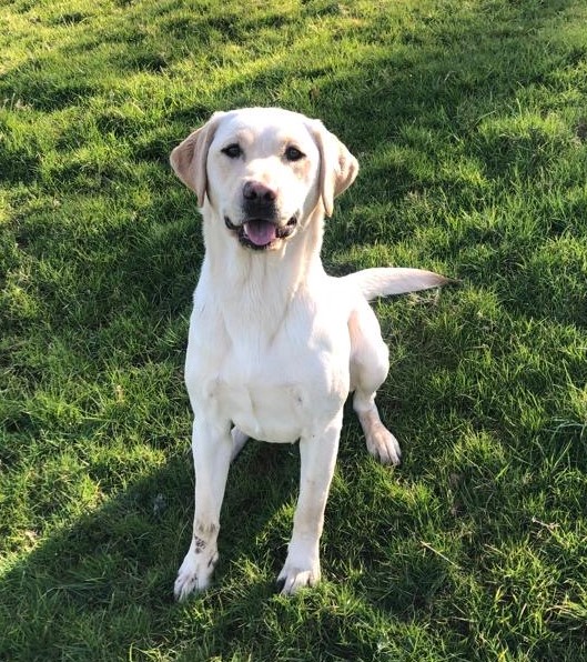 Exceptional Swaine/Wedgnock Puppies
