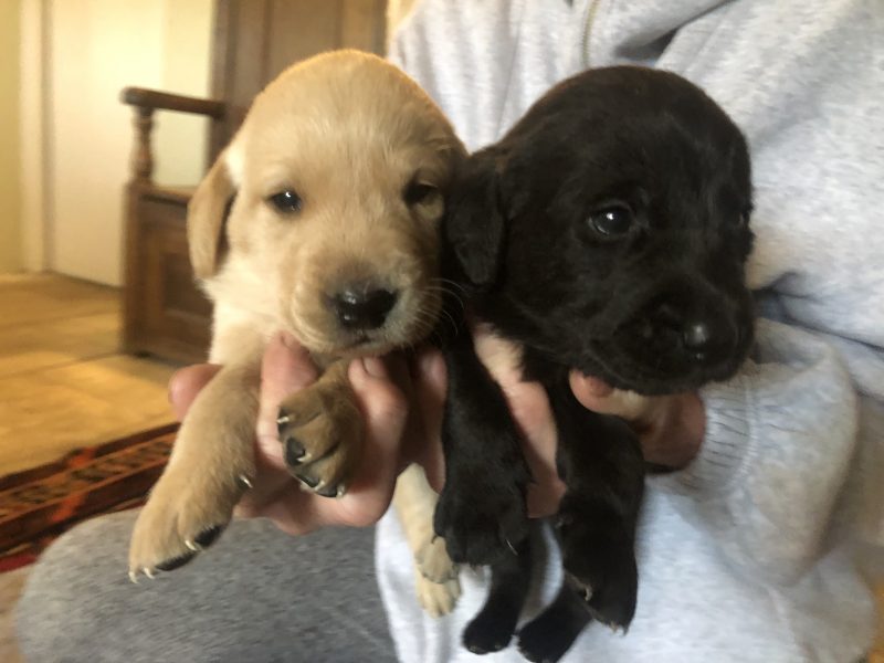 Exceptional Swaine/Wedgnock Puppies - {CATEGORY} in 