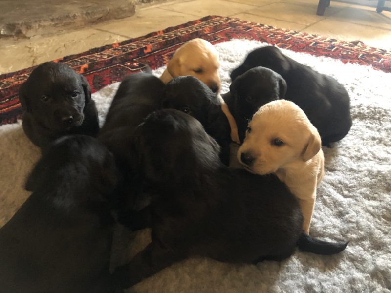 Exceptional Swaine/Wedgnock Puppies - {CATEGORY}