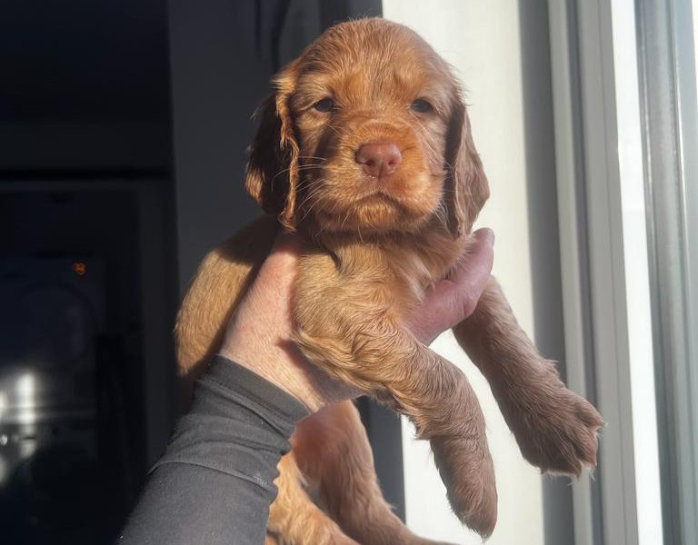  Working Cocker Spaniel