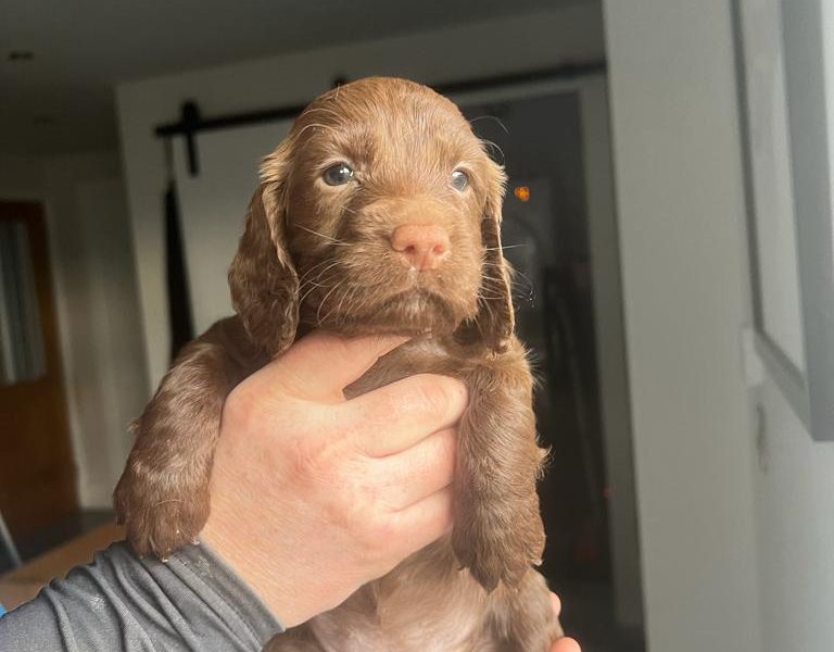 Working Cocker Spaniel - {CATEGORY} in 