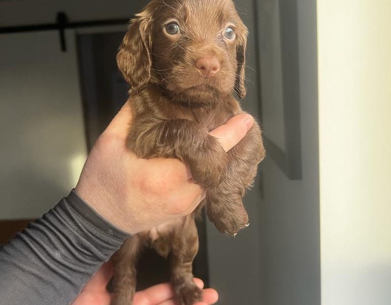 Working Cocker Spaniel - {CATEGORY}