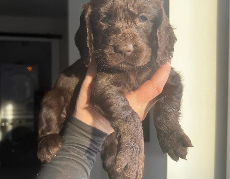 Working Cocker Spaniel 
