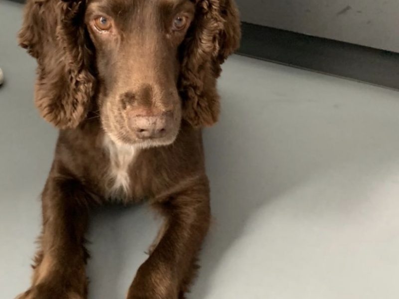 {CATEGORY} - Working Cocker Spaniel in 