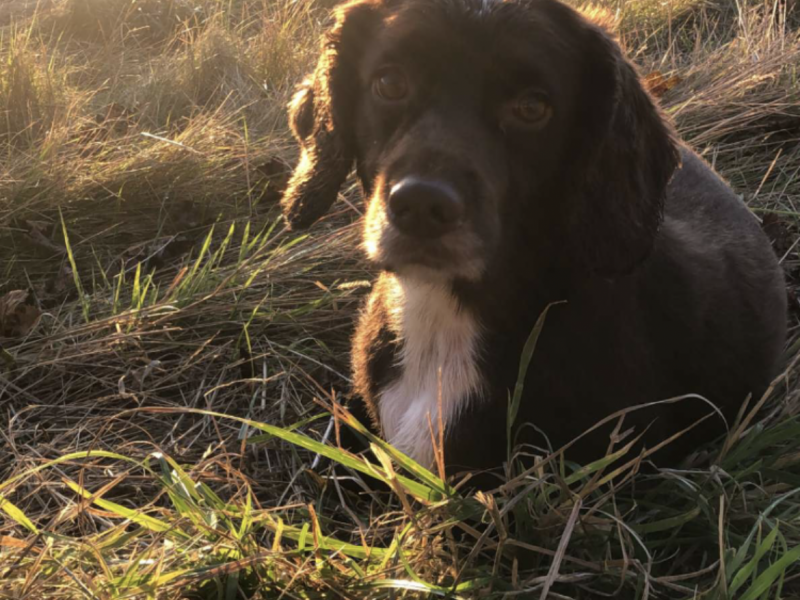 {CATEGORY} - Working Cocker Spaniel