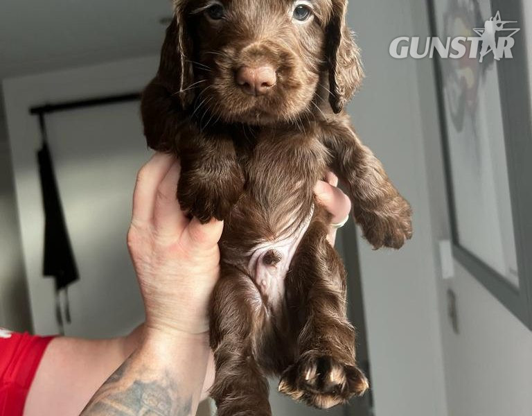 Working Cocker Spaniel in 