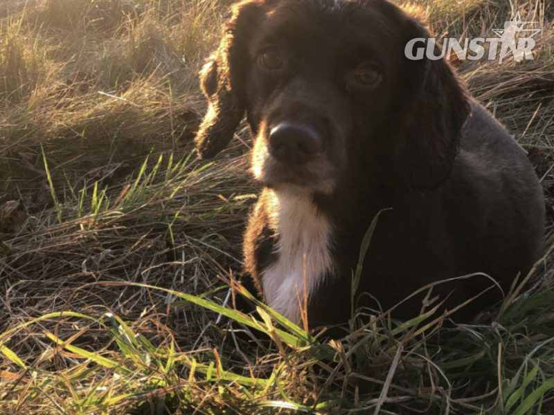 {CATEGORY} - Working Cocker Spaniel
