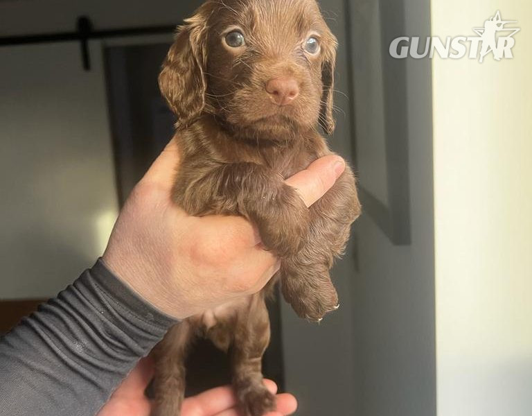 Working Cocker Spaniel - {CATEGORY}