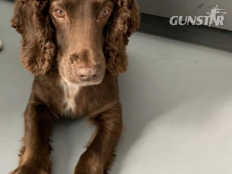 {CATEGORY} - Working Cocker Spaniel in 