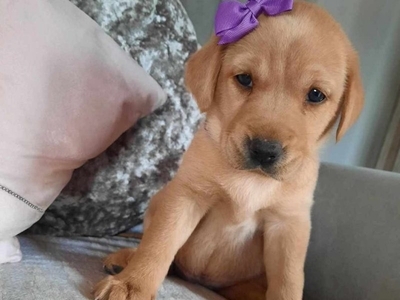 KC LABRADOR RETRIEVER PUPPIES . Drakeshead lines . Excellent 5th generation lineage