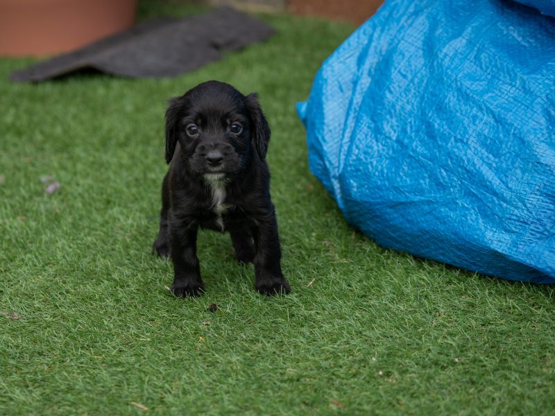 Very Well Bred Cocker Spaniel Pups - {CATEGORY} in 