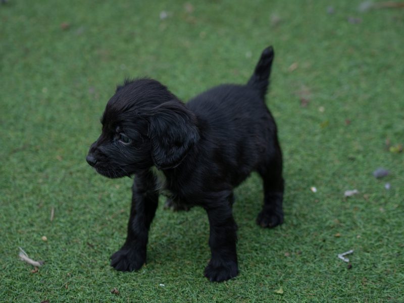 Very Well Bred Cocker Spaniel Pups - {CATEGORY}