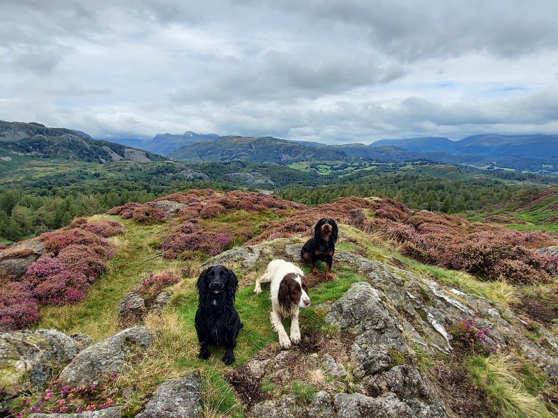 {CATEGORY} - Very Well Bred Cocker Spaniel Pups in 