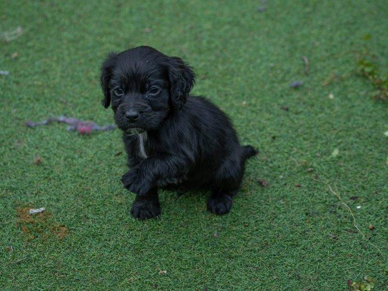 {CATEGORY} - Very Well Bred Cocker Spaniel Pups
