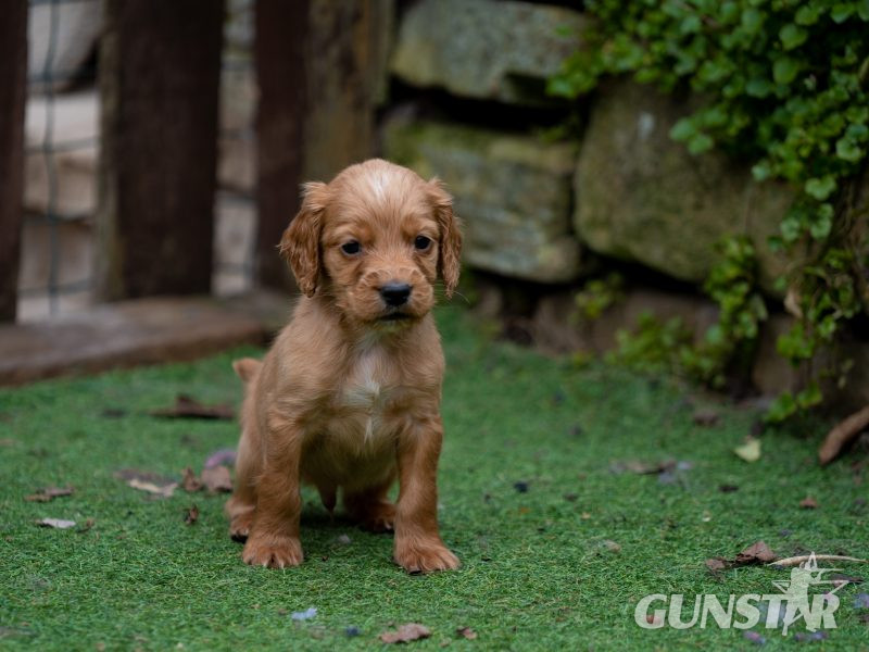 Very Well Bred Cocker Spaniel Pups
