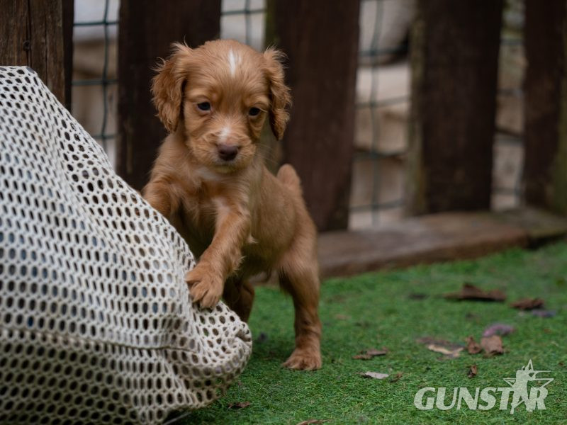  Very Well Bred Cocker Spaniel Pups