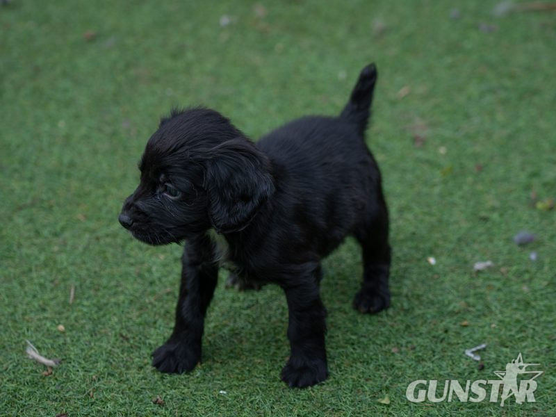 Very Well Bred Cocker Spaniel Pups - {CATEGORY}