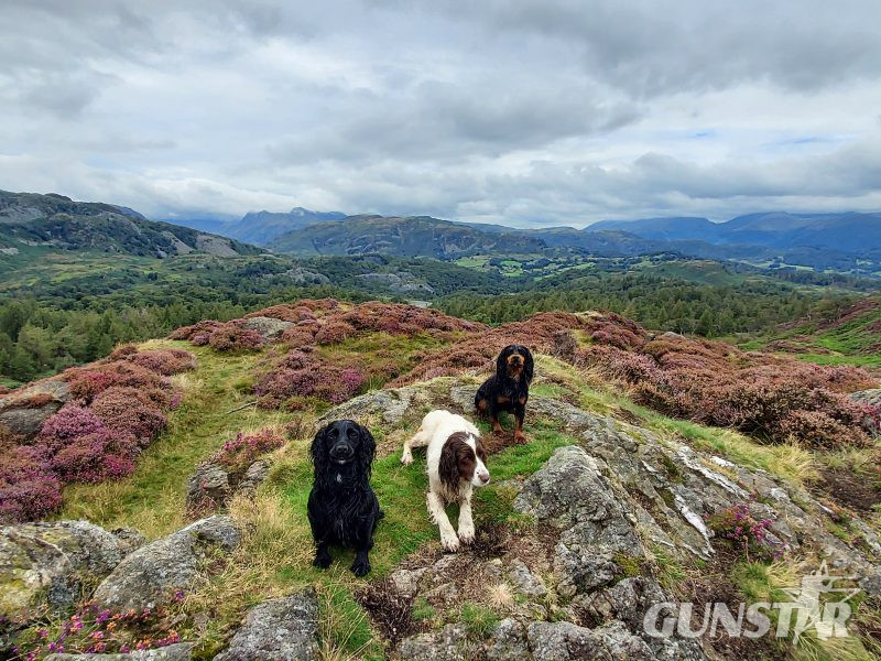 {CATEGORY} - Very Well Bred Cocker Spaniel Pups in 