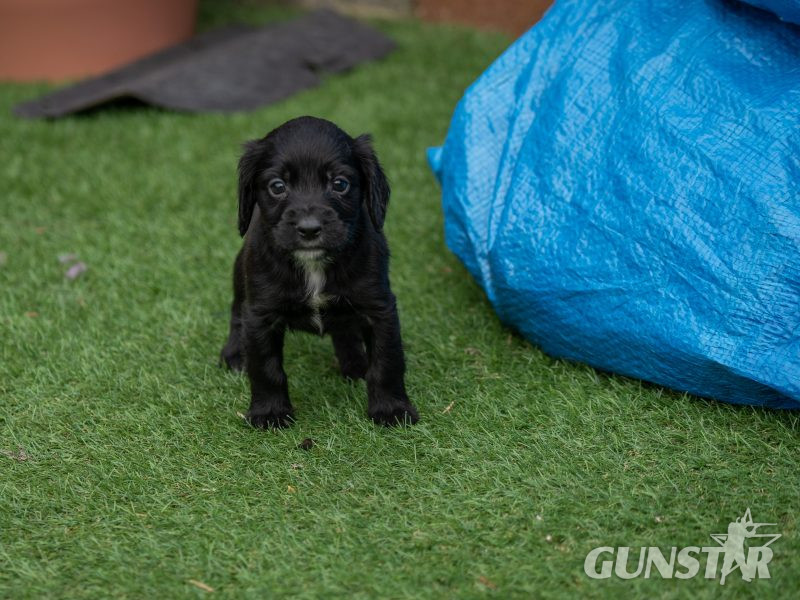 Very Well Bred Cocker Spaniel Pups - {CATEGORY} in 
