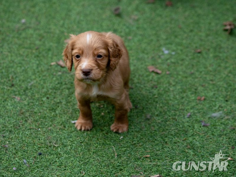 Very Well Bred Cocker Spaniel Pups in 