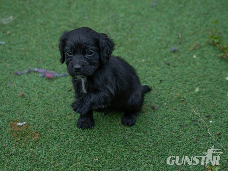 {CATEGORY} - Very Well Bred Cocker Spaniel Pups