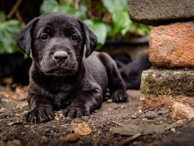 Labrador Retriever puppies