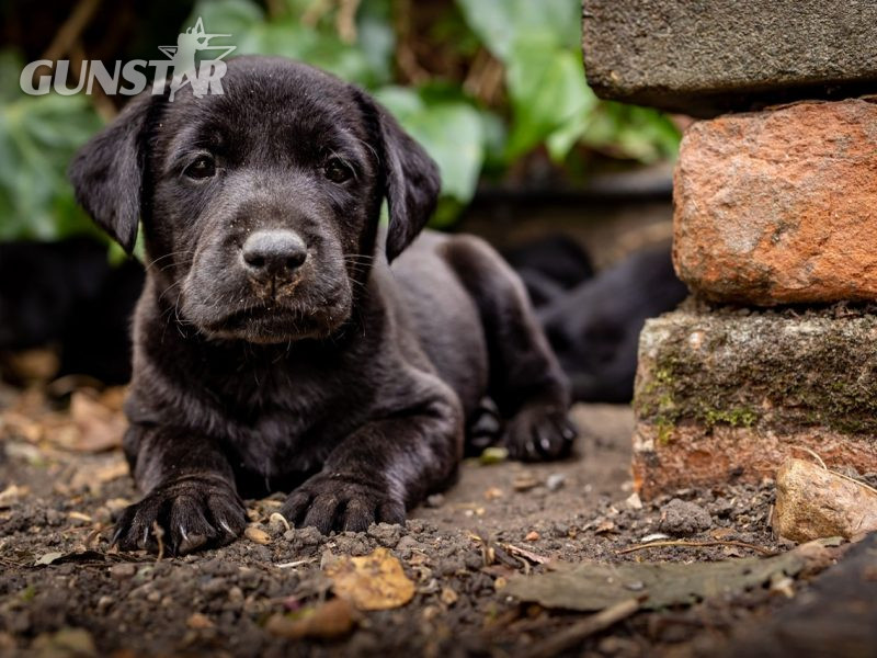 Labrador Retriever puppies in 